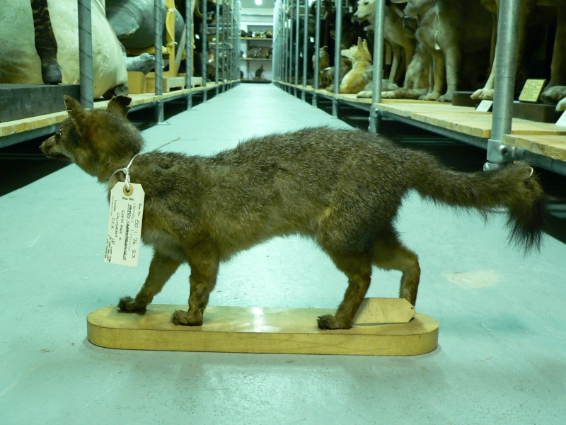 Historic Island Fox specimen at BMNH