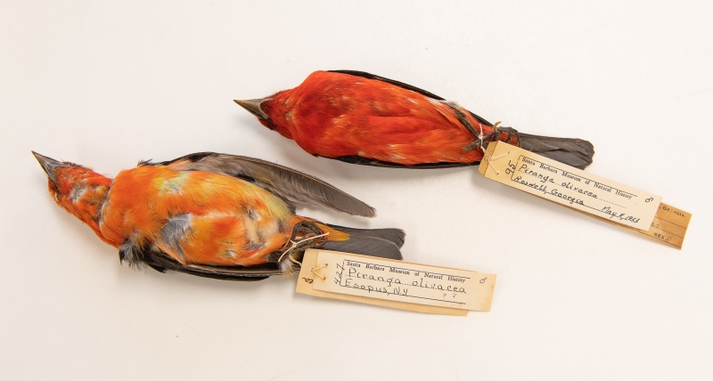 Scarlet Tanager study skins. One has smooth feathers, the other is ruffled and asymmetrical.