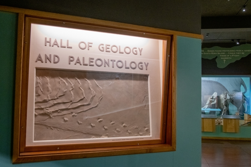 Display of fossilized footprints at the entrance to a museum hall, under the sign 