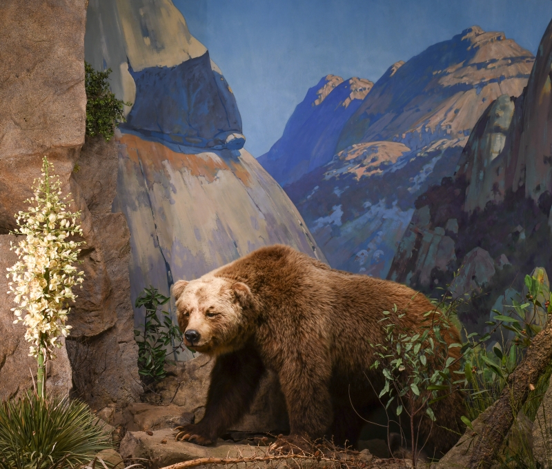 Grizzly Bear diorama background painted by Belmore Browne