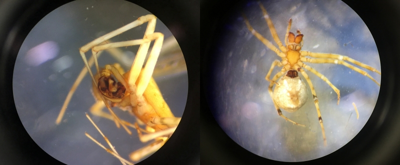 Lock and key: Neriene digna (left to right) male pedipalps and female copulatory ducts. Photo by Jennifer Maupin