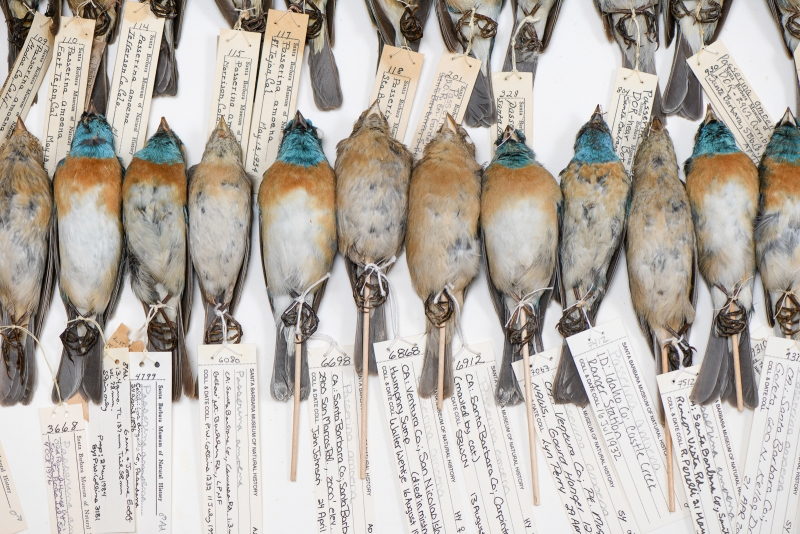 study skins of birds with identifying tags lined up in a drawer