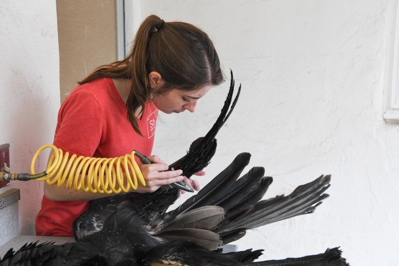 Schorr drying and cleaning the feathers with compressed air from a special hose
