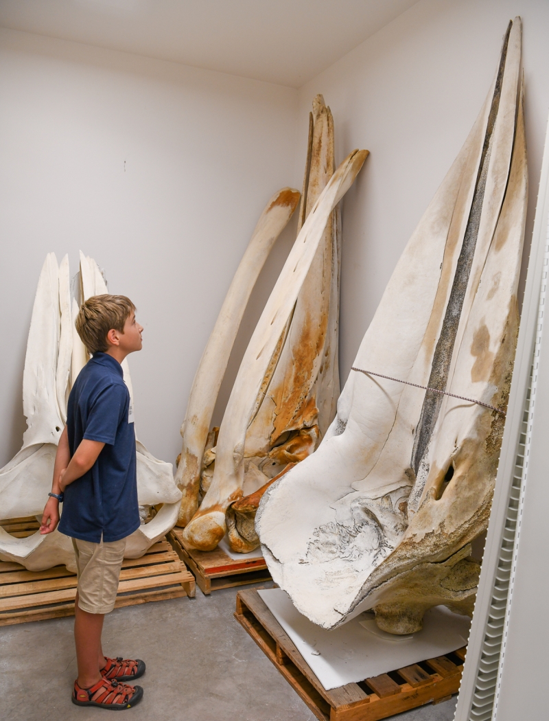 young boy looking at whale skulls twice his height