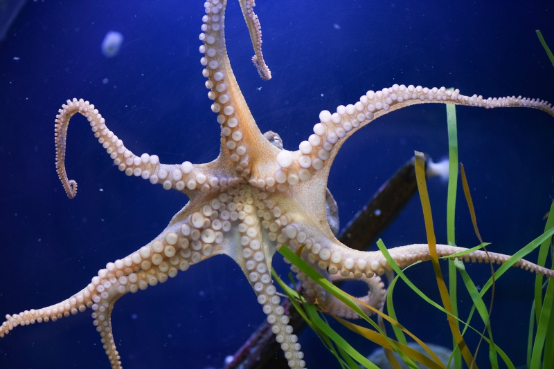 Santa Barbara Sea Center Octopus