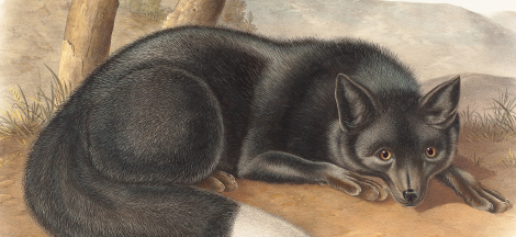 The Art of Science: Drawing Big Cats & Wild Dogs