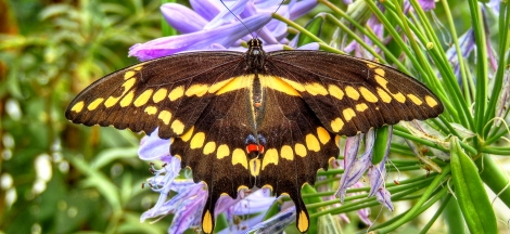 Butterflies Alive! Exhibit Opening