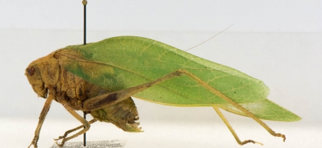 Science on Site: The Art of Bug Pinning