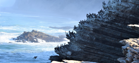 Observing & Conserving CA Coastal Seabirds