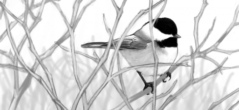 The Courage of Birds: Ways They Survive Winter