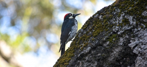 Santa Barbara Audubon Society Presents: The Natural History of Acorn Woodpeckers
