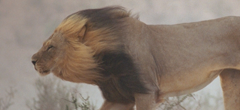 50 Greatest Photographs of National Geographic Opens