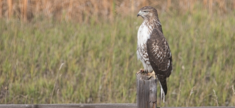 SB Audubon Society Presents: An Alternative to Rodenticides