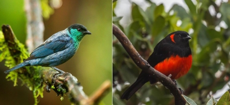 SB Audubon Society Presents: Feather and Flight - A Journey to the New World Tropics