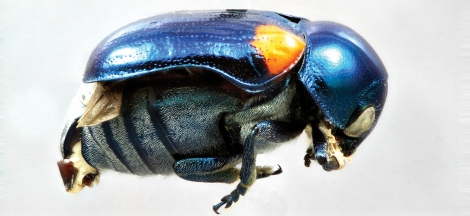 Eye of the Beholder: The Science Behind Eyesight in the Animal Kingdom