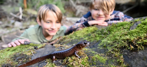 Science Pub: California’s Amphibian Waterpark