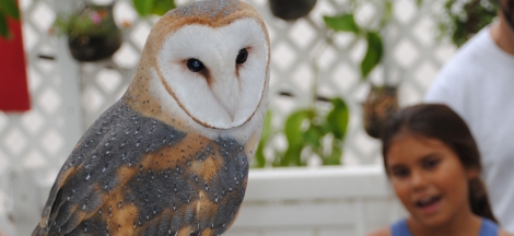 Eyes in the Sky - Live Birds of Prey