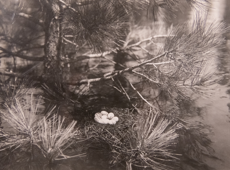 W L Dawson's photo of a nest