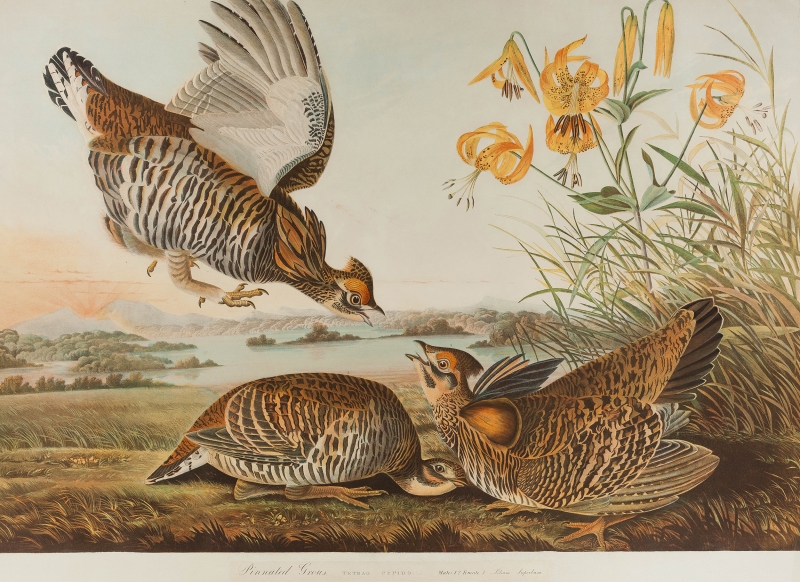 Pinnated Grouse by Audubon