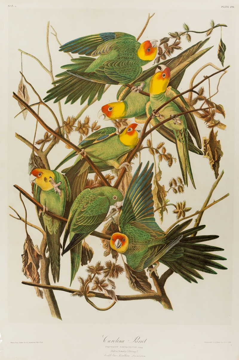 Carolina Parakeet by Audubon