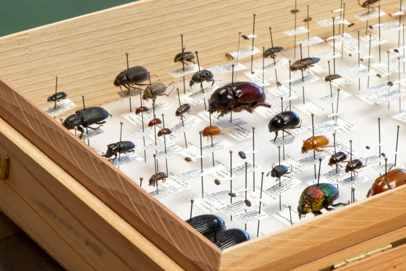 Gimmel's personal synoptic beetle collection