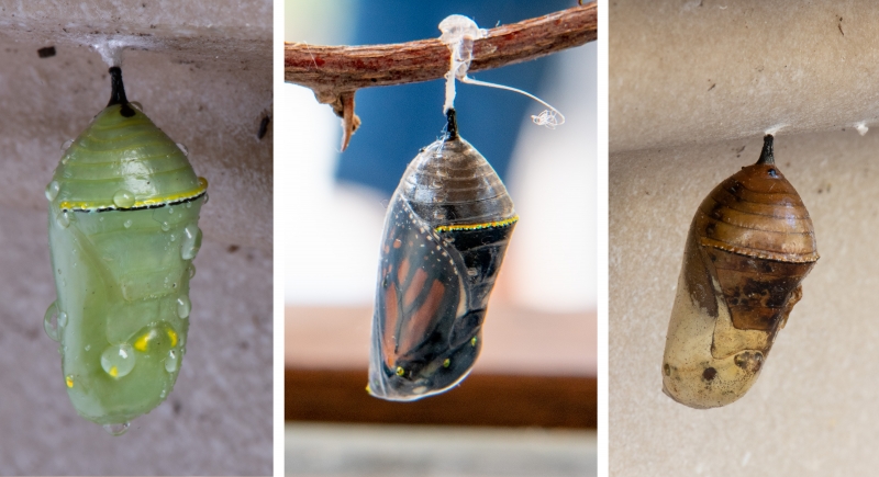 Three chrysalides in various stages and appearances