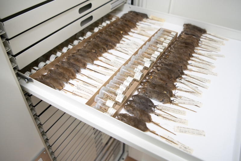 Museum’s Mouse Toes a Small Price to Pay for Mountain of DNA | Santa ...