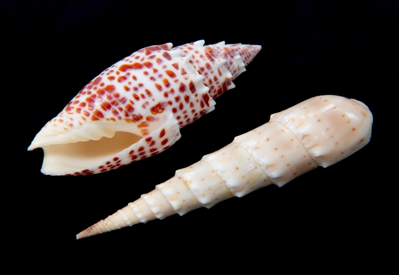 Two shiny, smooth seashells with interesting ridges and points