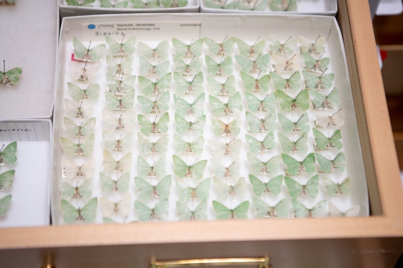 part of a museum drawer full of pale-green pinned moths in a line
