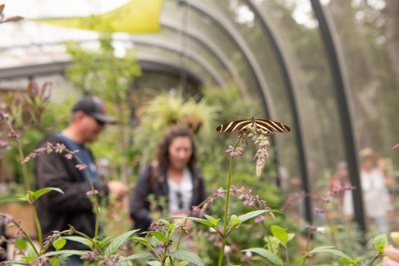 Family exploring Buterflies Alive! exhibit at the Santa Barbara Museum of Natural History.