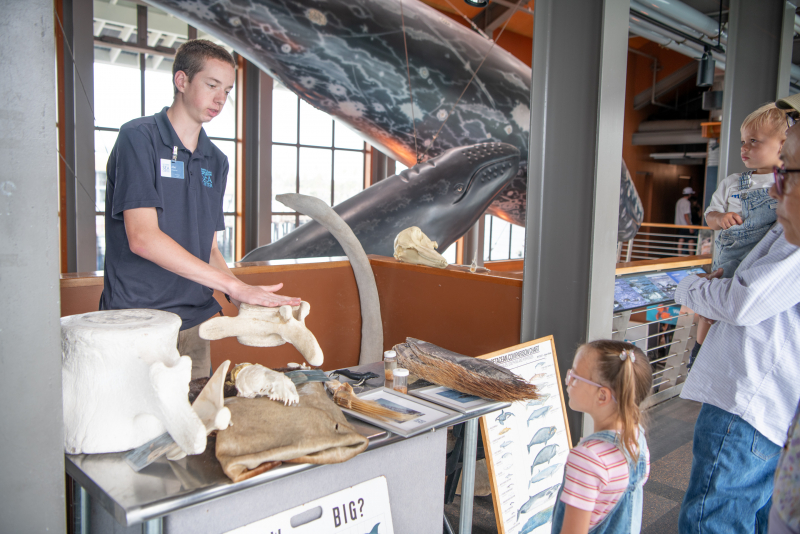 A young man shares whale vertebrae with guests in front of life-size models of Gray Whales
