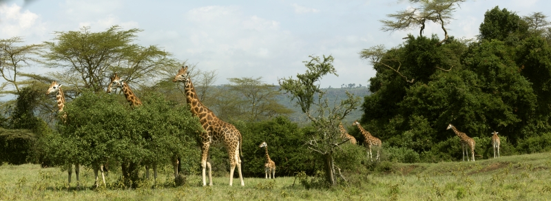 Giraffe - #1 Virtual Field Trips for Kids