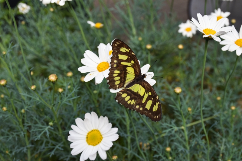 Santa Barbara Museum of Natural History Butterflies Alive! Exhibit now open