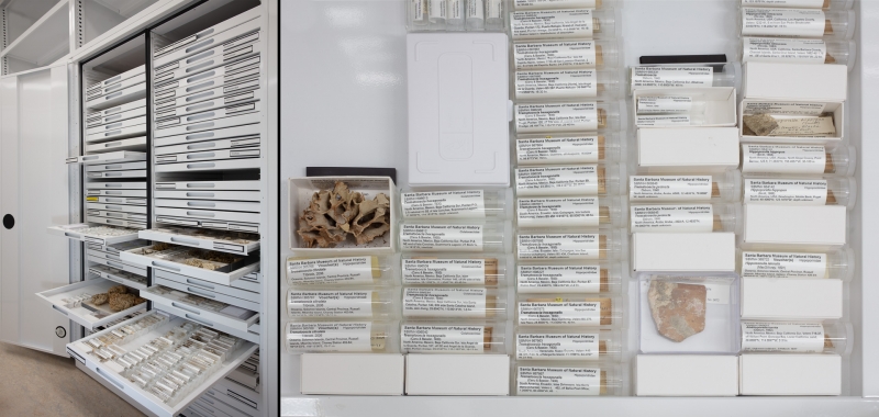 White metal museum cabinets with densely packed shelves showing many carefully labeled specimens
