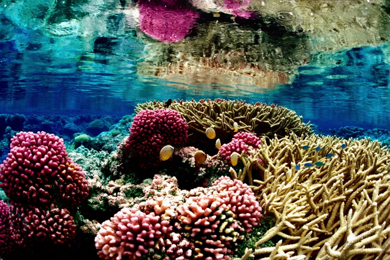 Coral reef photo by Jim Maragos / US Fish & Wildlife