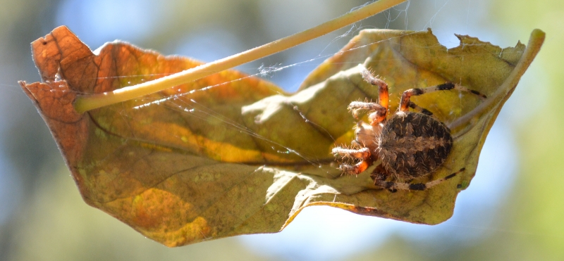 A Neoscona crucifera spider sheltering on a leaf in a Santa Barbara backyard