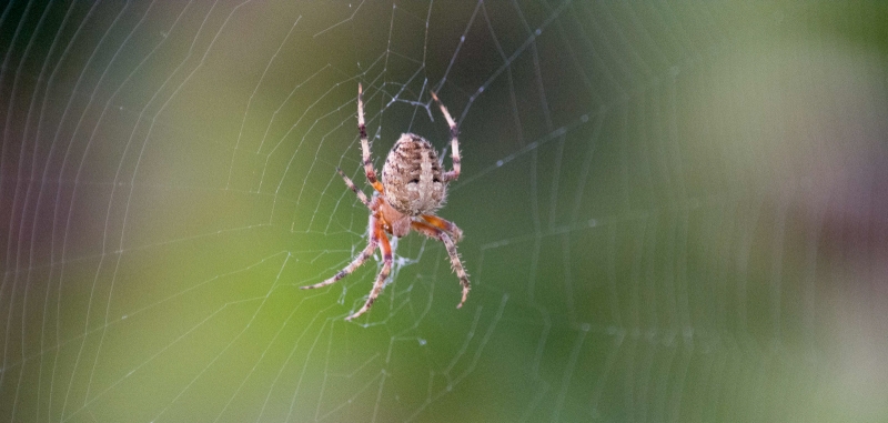 A spider of the genus Neoscona, at the center of its web in Goleta