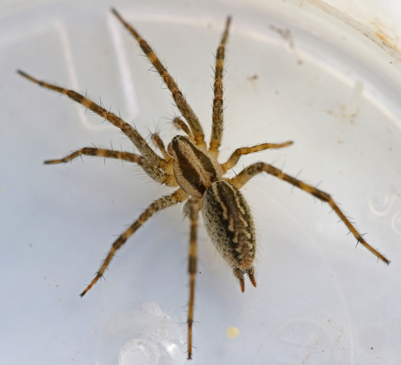 Spindly Spiders and Their Secret Sanctuaries