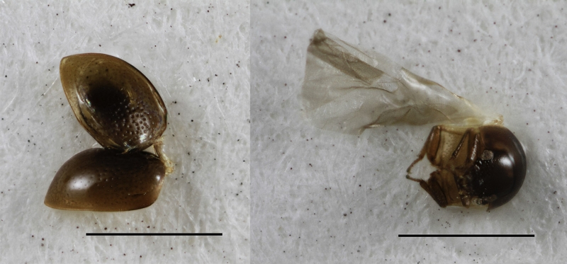 Remnants of a beetle that had its DNA sampled