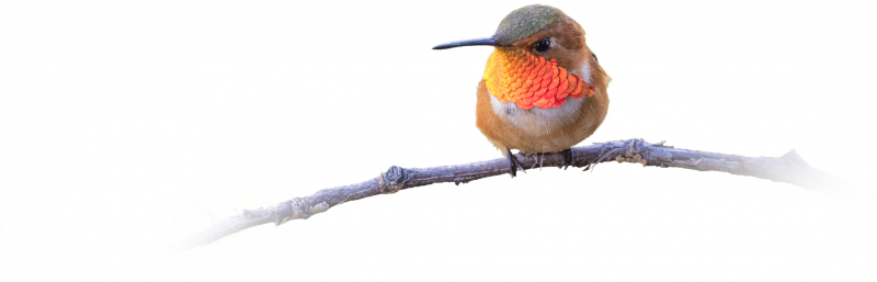 Bird perching on tree branch