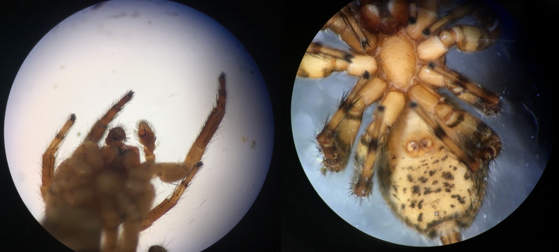 Lock and key: Mexigonus morosus (left to right) male pedipalps and female copulatory ducts. Photo by Jennifer Maupin