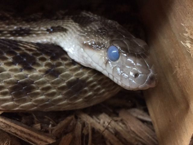 A snake with milky-appearing eyes, right about to shed his skin