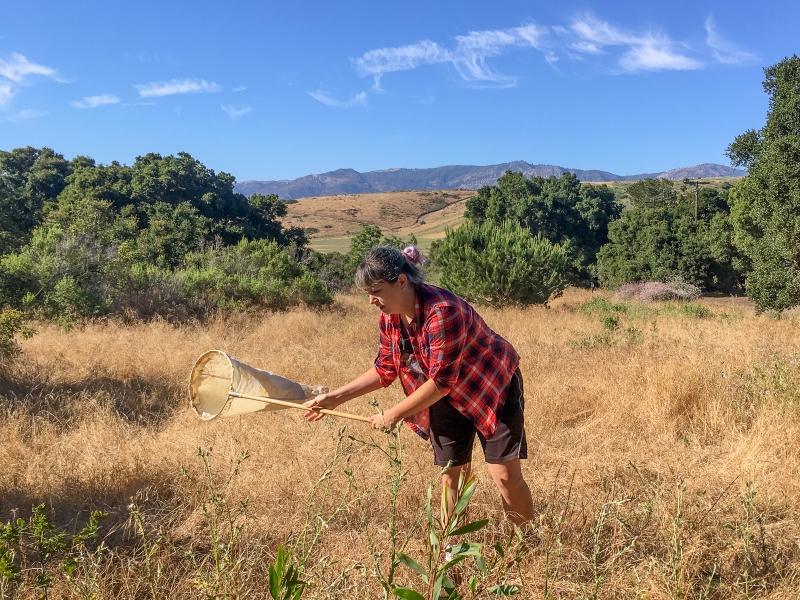 Otte sweep-netting to collect spiders in the field. Photo by Jennifer Maupin