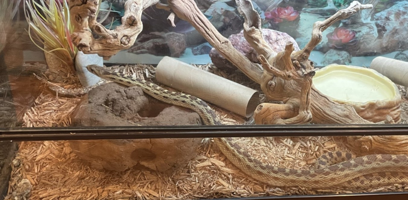 A snake in a terrarium with various objects, including a hard baked mud artificial burrow that looks like a tiny cave.