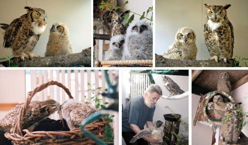 Max with adopted owlets
