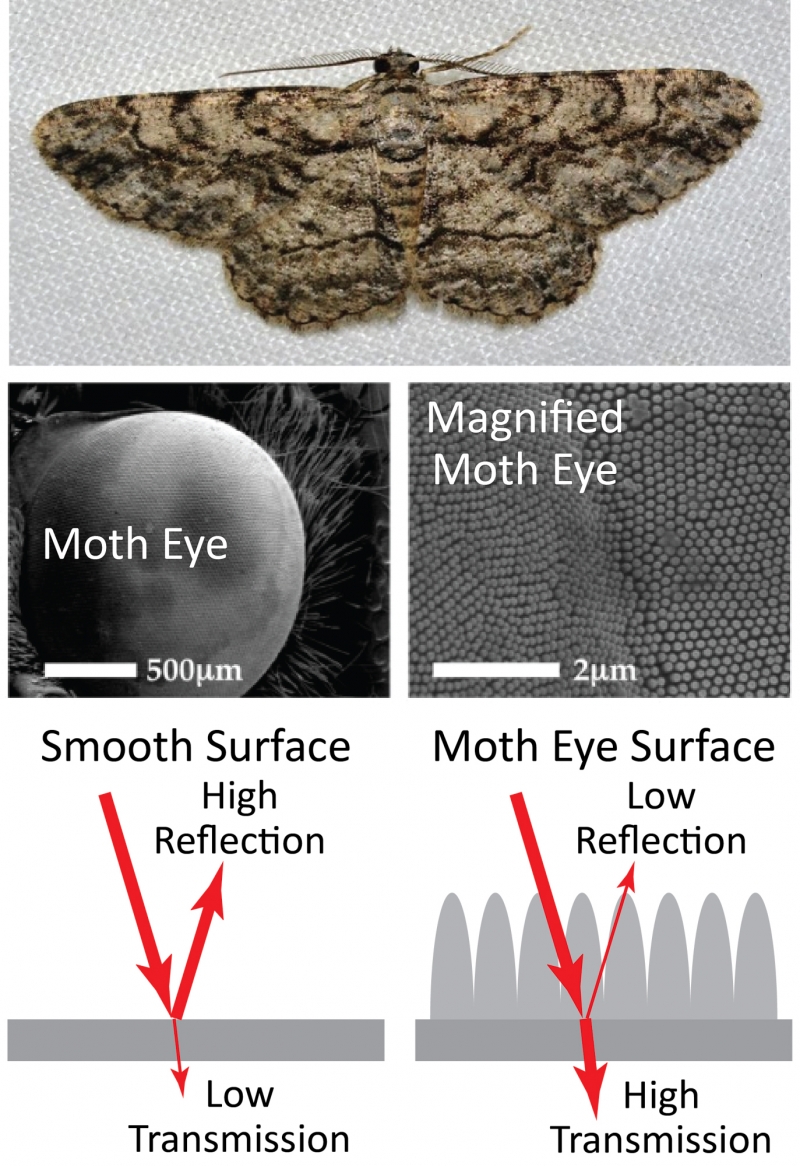 bumpy structures in the moth eye prevent reflection 