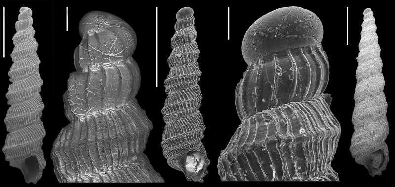 scanning electron imagery of Murdochella tricingulata