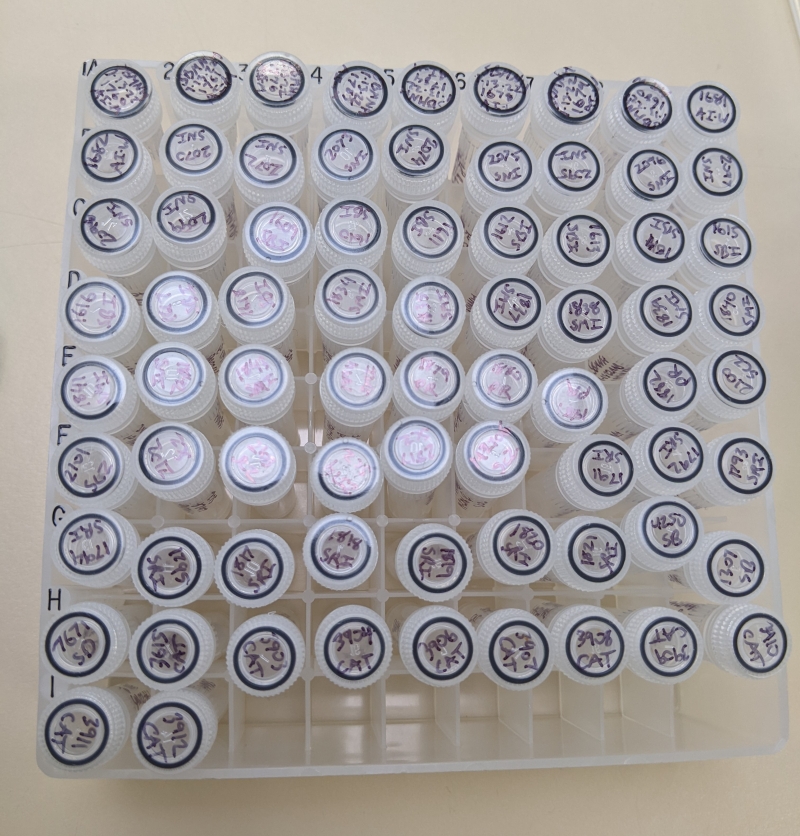 Looking down onto a 9 by 9 plastic grid of tiny plastic sample vials. Every vial has a number and code written on top to identify the specimen inside.