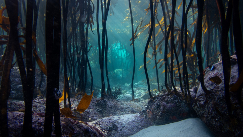 A tantalizing glimpse of the Great African Seaforest, peering through rocky underwater alleys of kelp