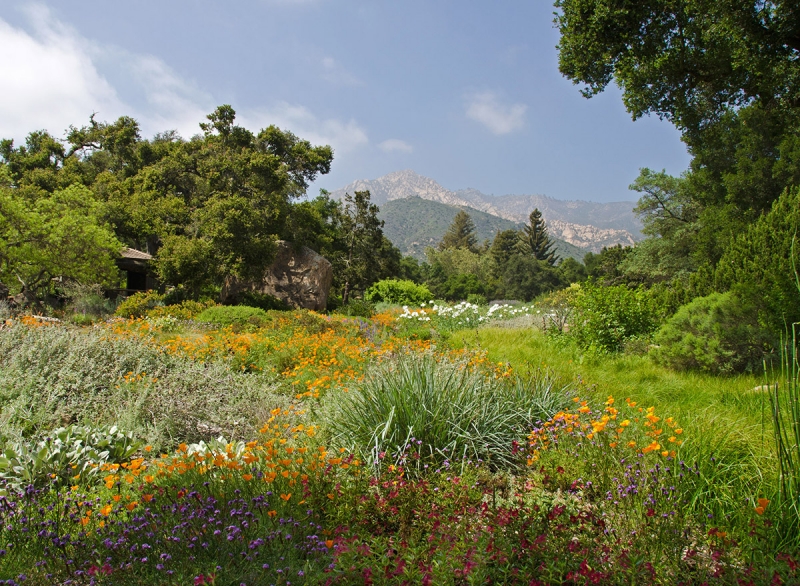 A field of California poppies at the Santa Barbara Botanic Garden